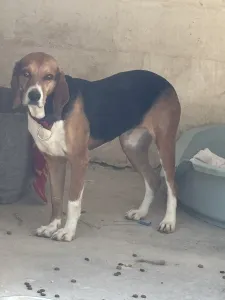 Adopt Elpida