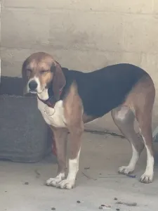 Adopt Elpida