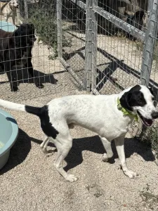 Adopt Fiouris