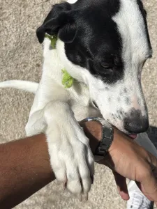 Adopt Fiouris