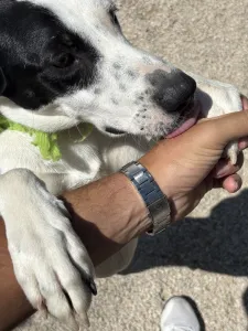 Adopt Fiouris