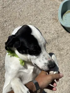 Adopt Fiouris