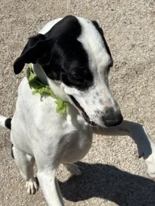 Adopt Fiouris