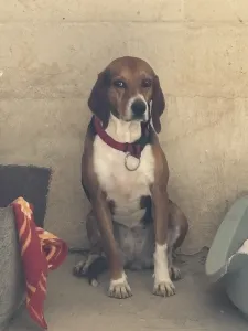 Adopt Elpida