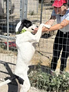 Adopt Fiouris