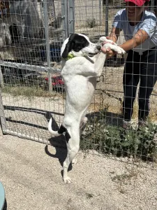 Adopt Fiouris