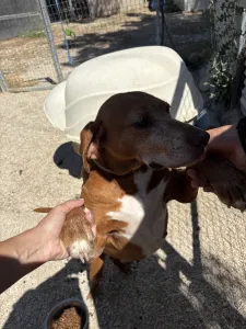 Adoptie hond Kanelos