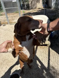 Adoptie hond Kanelos