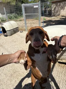 Adoptie hond Kanelos