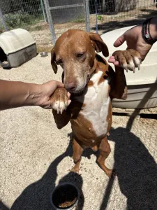 Adoptie hond Kanelos