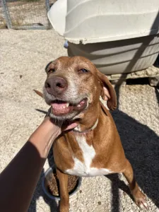 Adoptie hond Kanelos