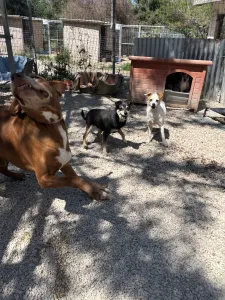 Adoptionsprofil für TSIAOUA