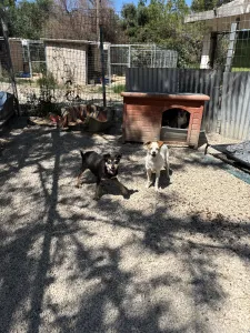 Adopt TSIAOUA