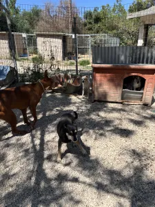 Adopt TSIAOUA
