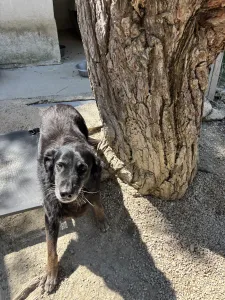 Hund Alepoudis adoptieren