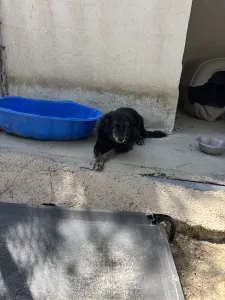 Hund Alepoudis adoptieren