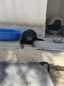 Hund Alepoudis adoptieren