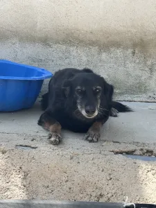 Hund Alepoudis adoptieren