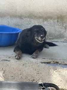 Hund Alepoudis adoptieren