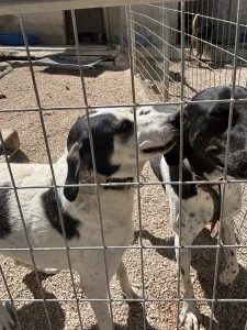 Adoptionsprofil für Konala