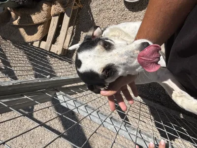 Adopt Nino