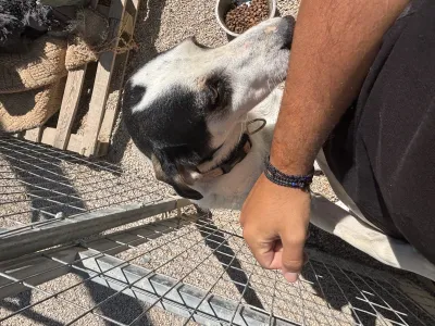 Adopt Nino
