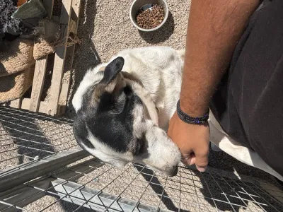 Adopt Nino