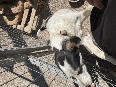 Adopt Nino