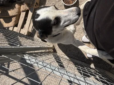 Adopt Nino