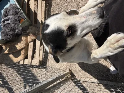 Adoptionsprofil für Nino
