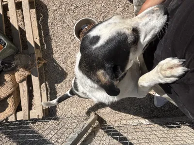 Adopt Nino