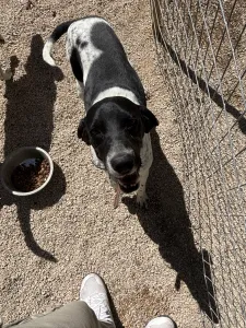 Adopt Konala