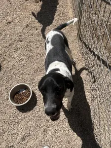 Adopt Konala