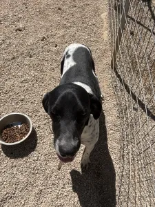 Adopt Konala