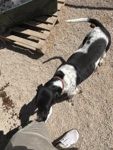 Adopt Konala