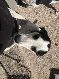 Adopt Konala