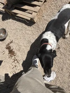 Adopt Konala