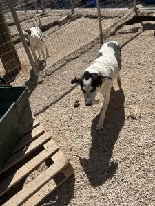 Adopt Konala