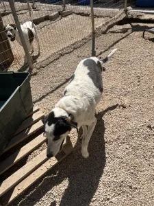 Adopt Konala