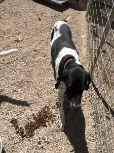 Adopt Konala