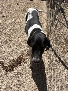 Adopt Konala