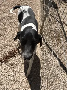 Adopt Konala