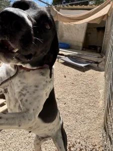Adopt Konala