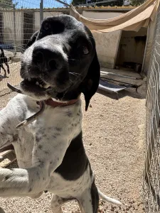 Adopt Konala