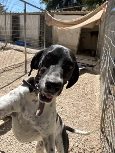Adopt Konala