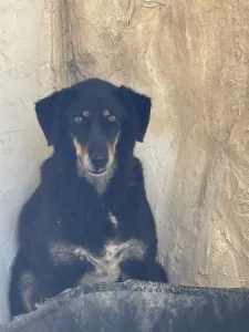 Adopt King
