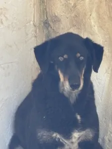 Adopt King