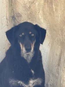 Adopt King