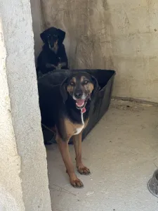 Adopt King