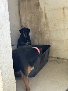 Adopt King